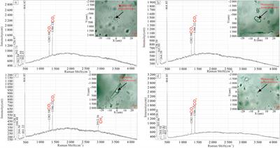 Nature and geochemical characteristics of ore-forming fluids in the Zhaoxian gold deposit, Jiaodong gold province, eastern China